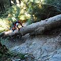 20121021畢祿山縱走羊頭山DSC_0041.jpg