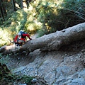 20121021畢祿山縱走羊頭山DSC_0042.jpg