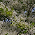 20110410組合山、雲森瀑布O形縱走 0002.jpg