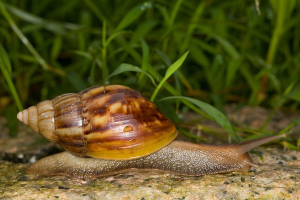 Achatina_fulica_3951.jpg