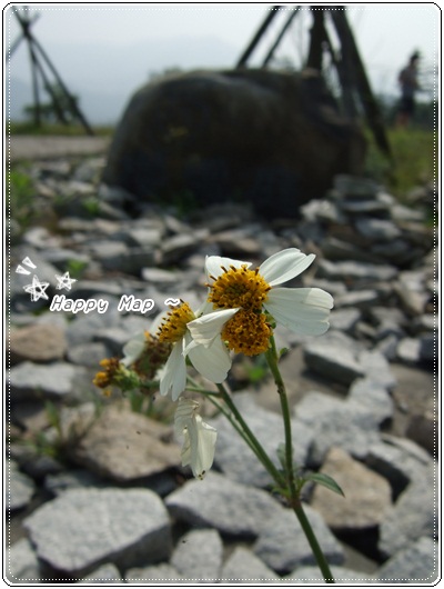 門前的另一種小花