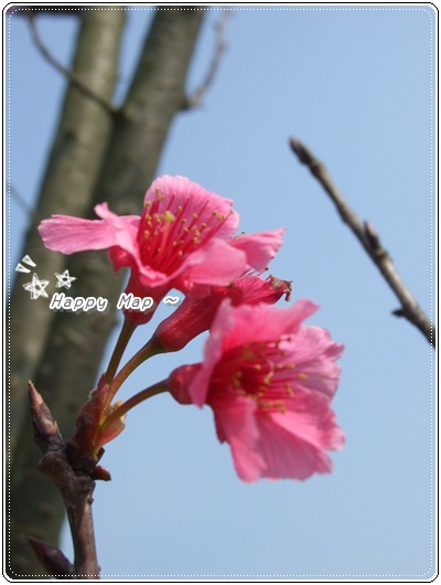 美美的櫻花02