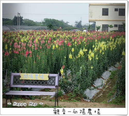 金魚草-農場一景