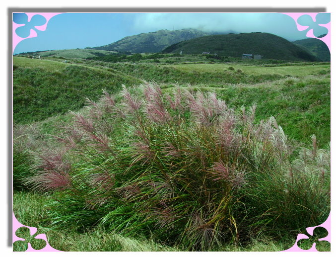 擎天崗的紅芒花