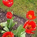 red tulip.jpg