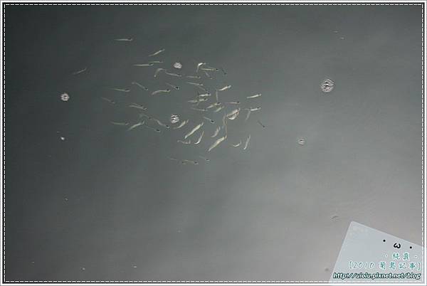 10澎湖行day1-90.JPG