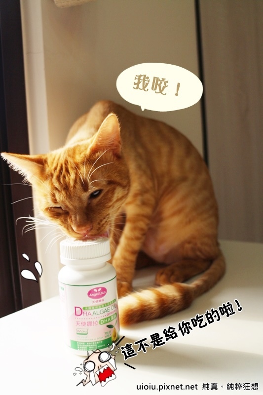 天使娜拉 藻油膠囊002.JPG 天使娜拉 藻油膠囊002.JPG