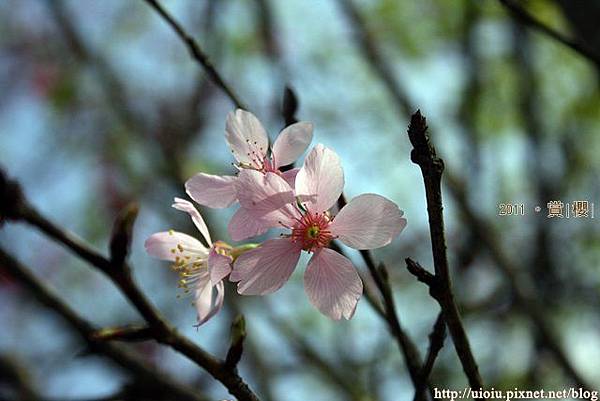 0228賞櫻15.JPG