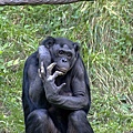 Bonobo巴諾布猿.jpg