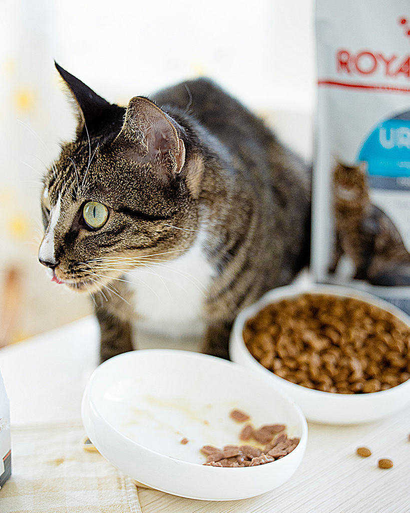 法國皇家貓飼料推薦 (17).jpg