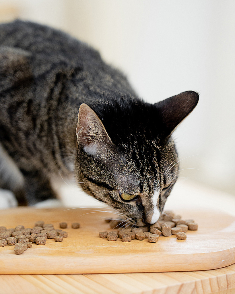 貓飼料推薦 (10).jpg