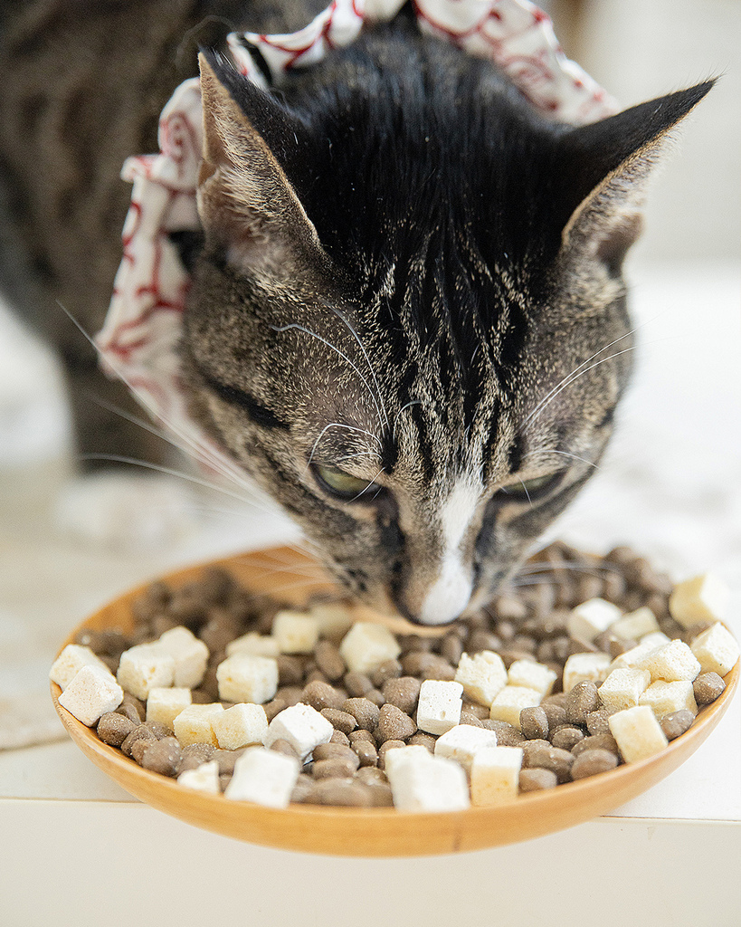 貓飼料推薦 (6).jpg