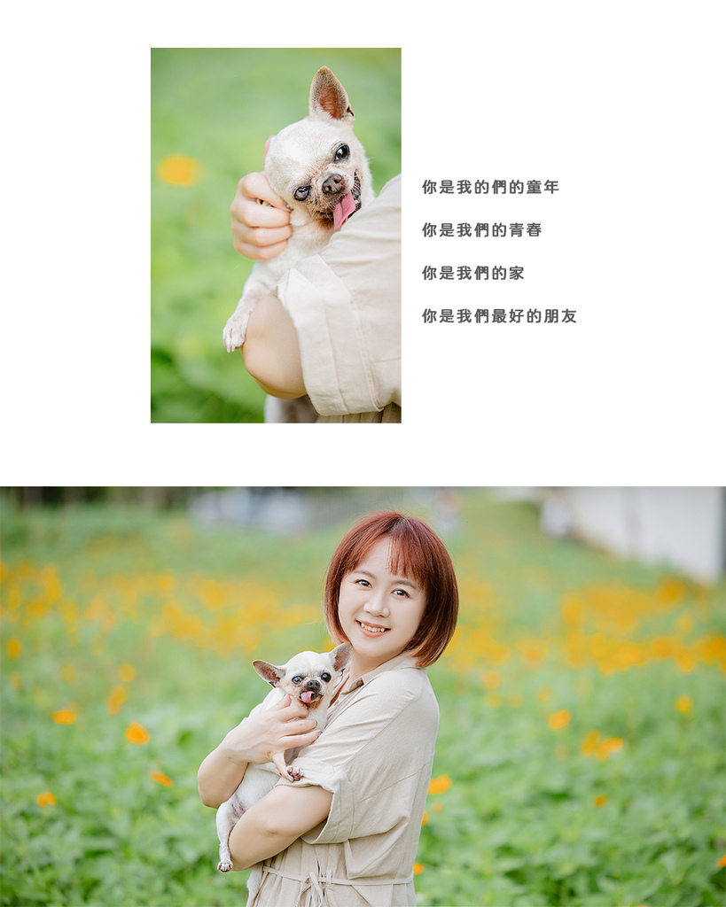 台中花海寵物寫真高齡吉娃娃與主人合影 母親節全家福紀錄 主人在台中花海中抱著高齡吉娃娃,狗狗舌頭微吐,畫面溫馨自然