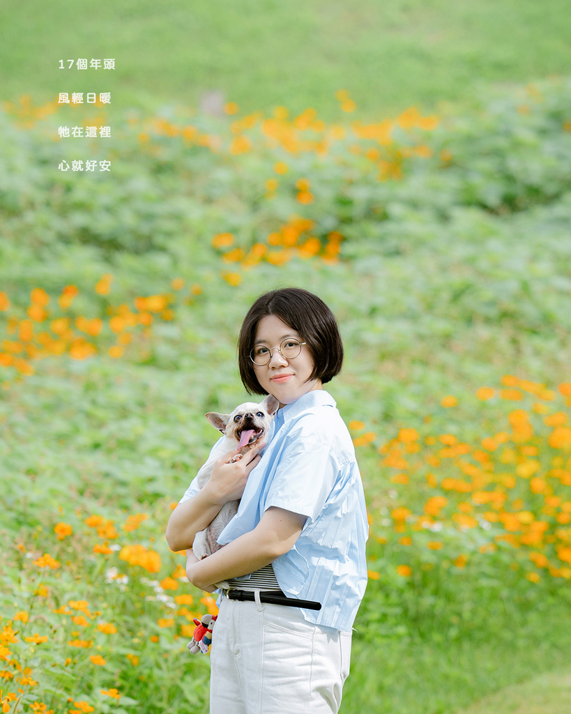 台中花海寵物寫真高齡吉娃娃與主人合影 母親節自然風格全家福 主人在台中花海中抱著高齡吉娃娃,母親節自然風格寵物寫真合影
