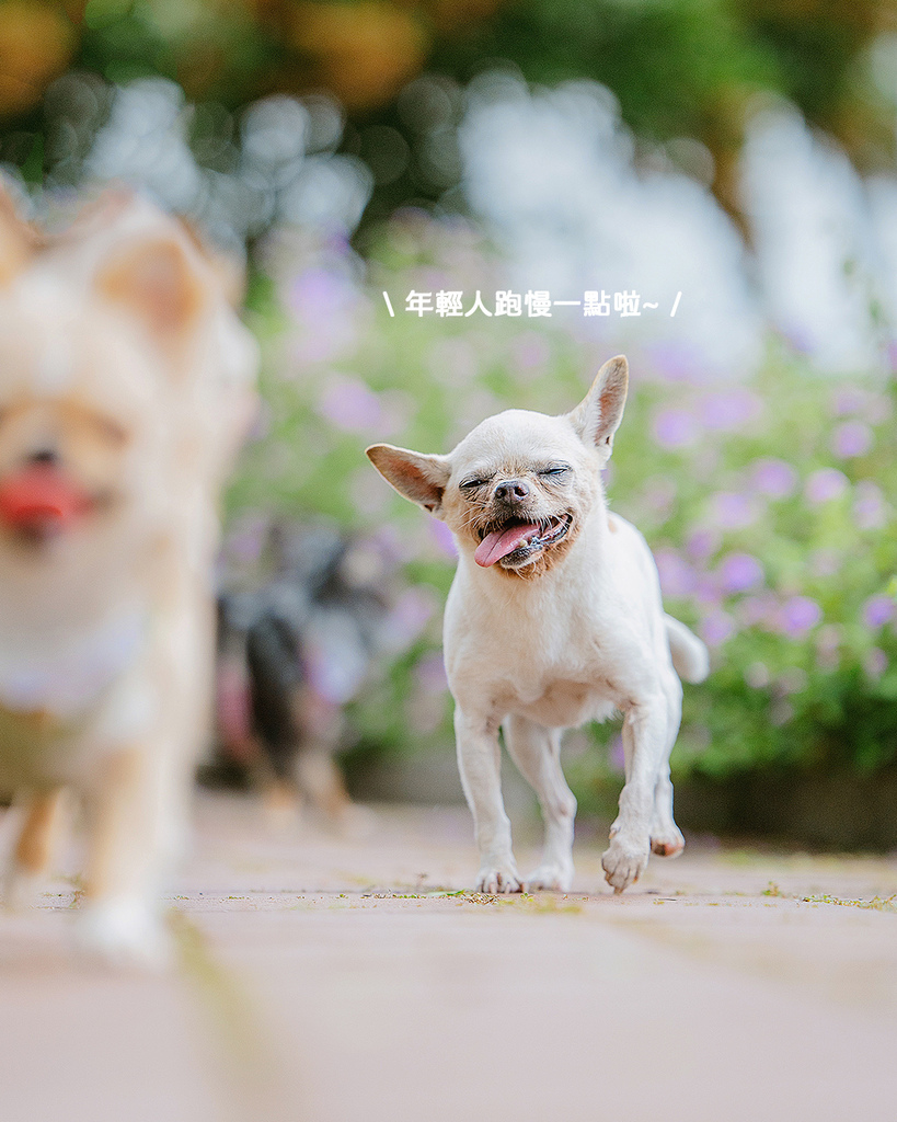 寵物全家福拍攝紀錄18歲吉娃娃的花海寫真 最暖心的母親 高齡吉娃娃在台中花園奔跑與被主人擁抱,母親節自然風格寵物寫真全家福紀錄