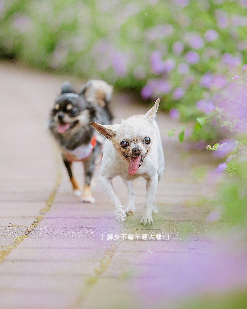台中自然風格寵物寫真高齡吉娃娃花園散步 母親節全家福紀錄 高齡吉娃娃在台中花園步道散步,母親節寵物寫真自然風格全家福紀錄