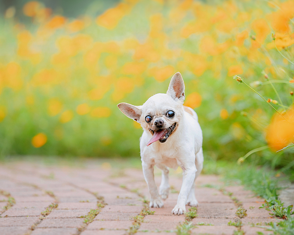 台中花海寵物寫真高齡吉娃娃花園散步 母親節全家福紀錄 高齡白色吉娃娃在台中后里環保公園散步,背景為橘色花海,神情愉悅