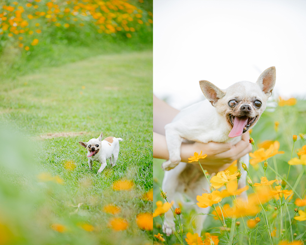 雙拼照片展現一隻高齡吉娃娃在台中花園中奔跑與被主人擁抱的畫面。左側為狗狗在橘色花海前奔跑,右側為主人懷抱牠、牠舌頭微吐、耳朵豎起,神情愉悅。此為母親節寵物寫真的一部分,屬於自然風格的寵物全家福拍攝