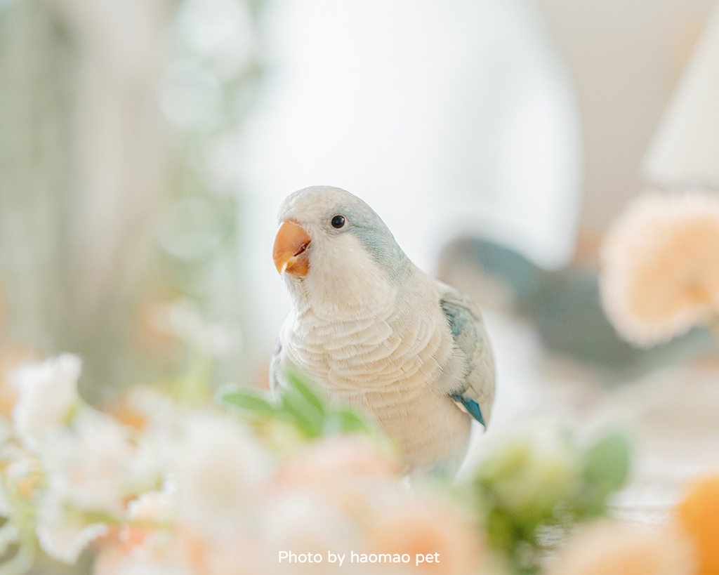 寵物寫真攝影怎麼挑除了攝影風格,這3個細節更是拍出毛孩可愛 寵物寫真攝影怎麼挑除了攝影風格,這3個細節更是拍出毛孩可愛