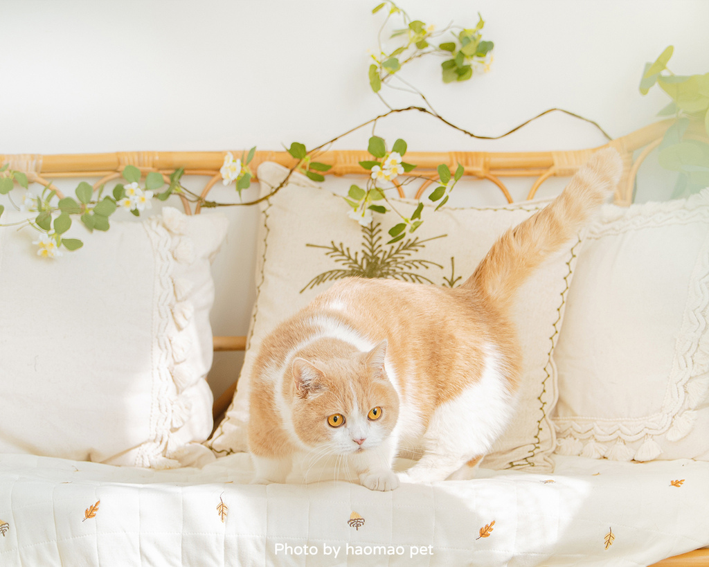 寵物寫真攝影怎麼挑除了攝影風格,這3個細節更是拍出毛孩可愛 台中寵物寫真好毛擁有專屬的居家攝影棚讓貓也能自在探索
