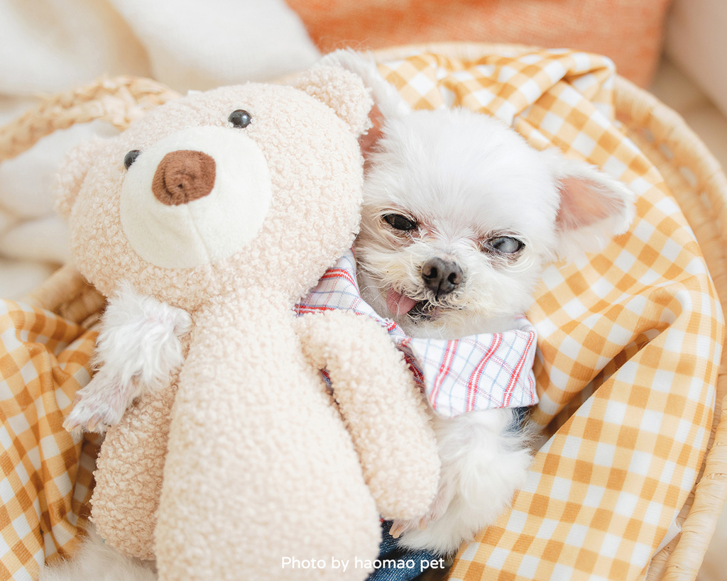 寵物寫真攝影怎麼挑除了攝影風格,這3個細節更是拍出毛孩可愛 台中寵物寫真好毛女攝影師善於尊重毛孩感受