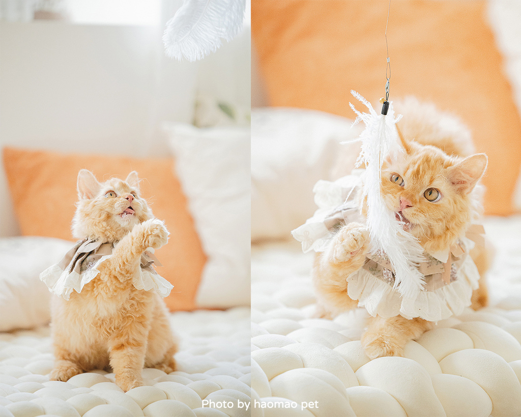 寵物寫真攝影怎麼挑除了攝影風格,這3個細節更是拍出毛孩可愛 寵物寫真紀錄了塞爾凱克捲毛幼貓開心玩耍的模樣