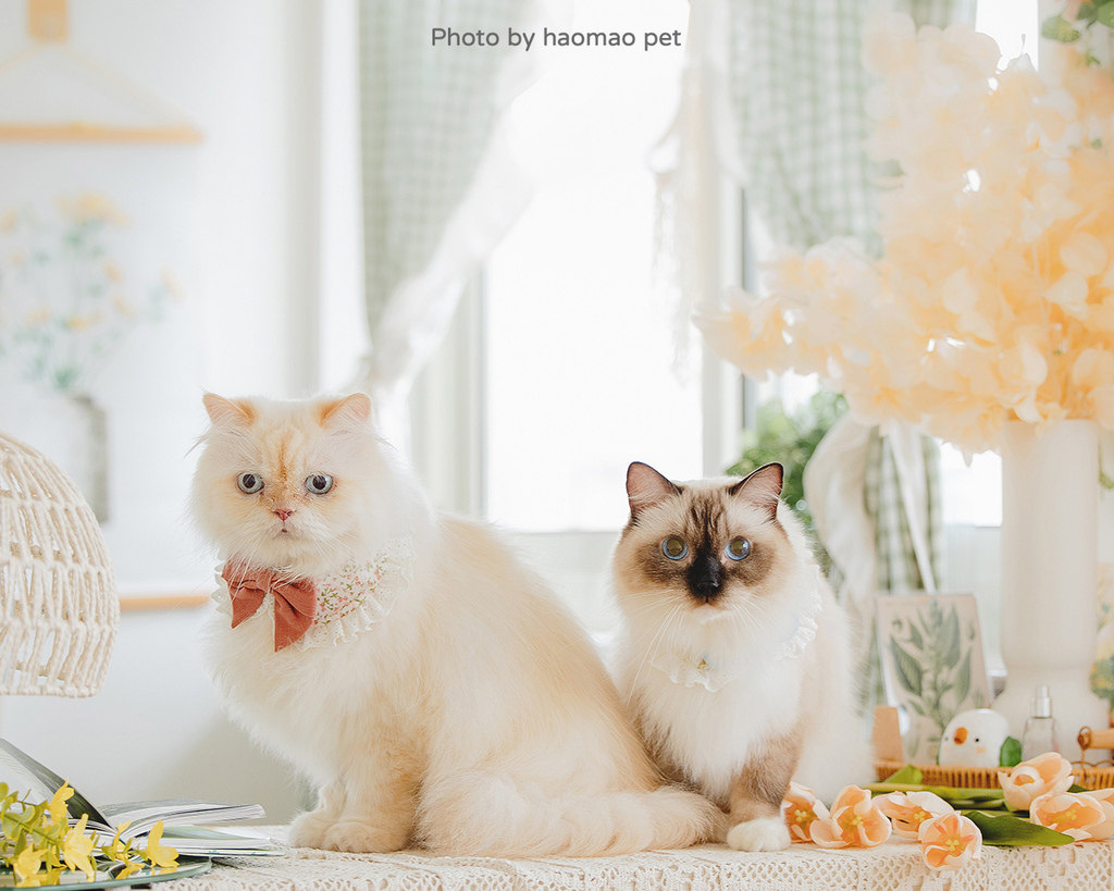 寵物寫真攝影怎麼挑除了攝影風格,這3個細節更是拍出毛孩可愛 台中女攝影師的寵物寫真作品展現了布偶貓自在舒適的神情