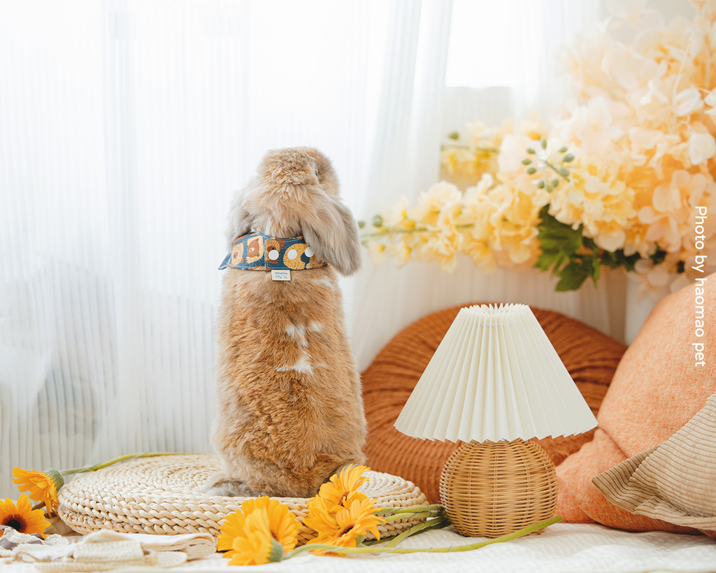 寵物寫真攝影怎麼挑除了攝影風格,這3個細節更是拍出毛孩可愛 日系寵物寫真攝影讓敏感的獅子兔也開心站起來探索