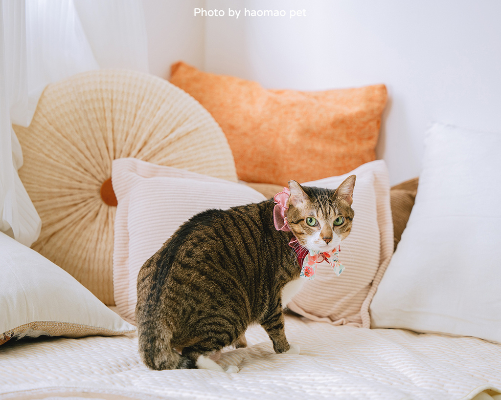 寵物寫真攝影怎麼挑除了攝影風格,這3個細節更是拍出毛孩可愛 寵物寫真攝影怎麼挑除了攝影風格,這3個細節更是拍出毛孩可愛