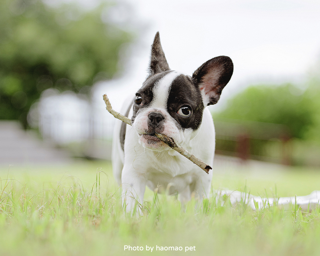 寵物寫真攝影怎麼挑除了攝影風格,這3個細節更是拍出毛孩可愛 寵物寫真攝影師不只要會攝影還要懂得閱讀動物肢體語言,才能適當調配拍攝節奏