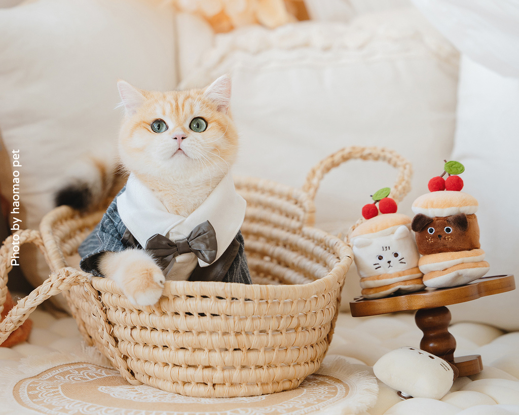 寵物寫真攝影怎麼挑除了攝影風格,這3個細節更是拍出毛孩可愛 寵物寫真攝影怎麼挑除了攝影風格,這3個細節更是拍出毛孩可愛