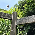 金瓜石神社-14.jpg