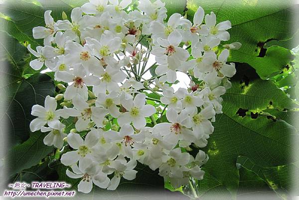 桐花祭 崑崙藥用植物園 環線桐花步道 資深熟女的逆齡生活 痞客邦