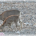 前往珠峰大本營-遇見岩羊群_05