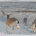 前往珠峰大本營-遇見岩羊群_12