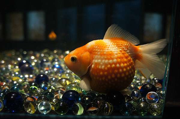 夢幻金魚特展 熟女看展分享 資深熟女的逆齡生活 痞客邦