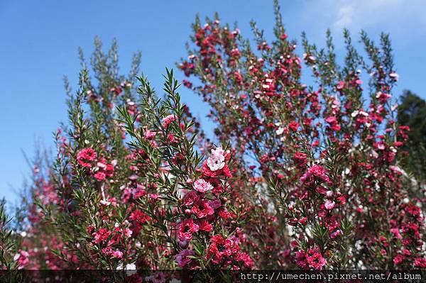 DSC06133.JPG DSC06133.JPG