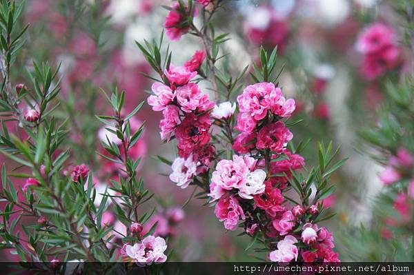 DSC06394.JPG DSC06394.JPG