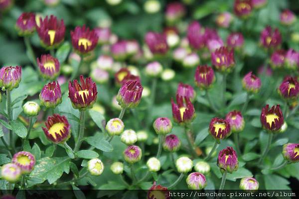 DSC06552.JPG DSC06552.JPG