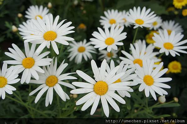 DSC06605.JPG DSC06605.JPG