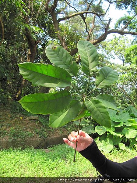 IMG_4251.JPG IMG_4251.JPG