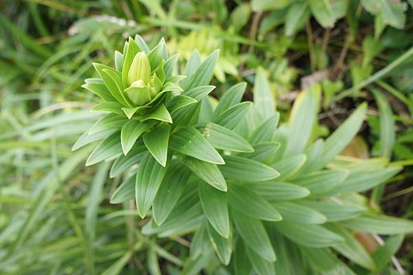 DSC01962.JPG DSC01962.JPG