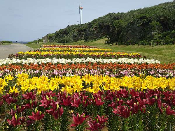 沖繩 伊江島百合祭 碧海藍天下 海邊開满白百合 彩虹花海 同場加映 扶桑花兒也盛開 資深熟女的逆齡生活 痞客邦