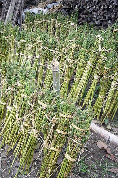 DSC04560.jpg DSC04560.jpg