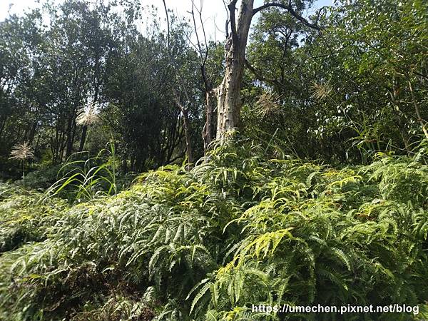 IMG_20191110_111555.jpg IMG_20191110_111555.jpg