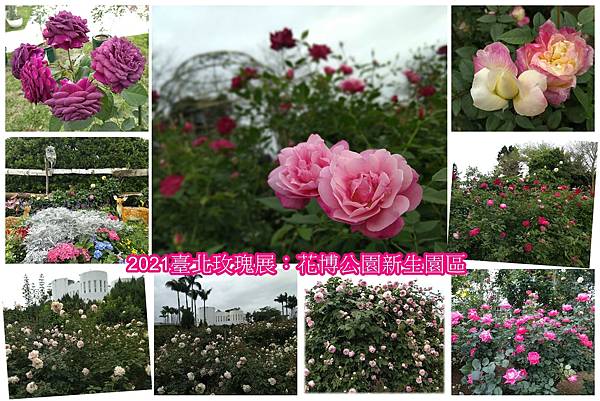 2021臺北玫瑰展.jpg 2021臺北玫瑰展.jpg