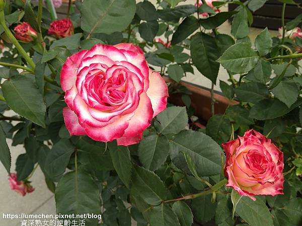 IMG_20210313_154824.jpg IMG_20210313_154824.jpg