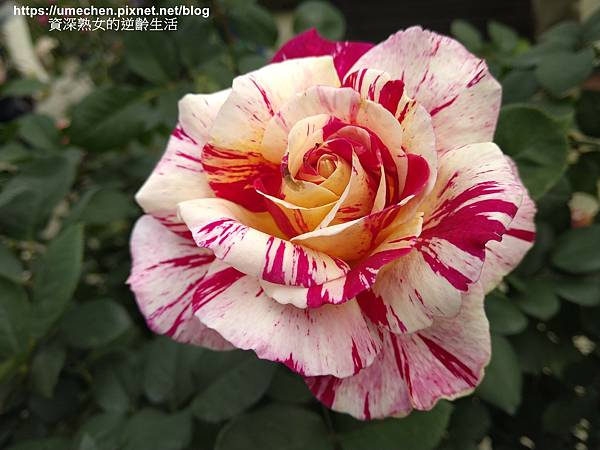 IMG_20210313_154900.jpg IMG_20210313_154900.jpg