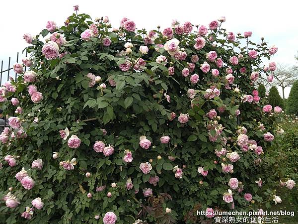 IMG_20210313_155113.jpg IMG_20210313_155113.jpg