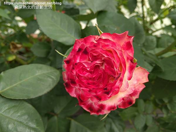 IMG_20210313_154834.jpg IMG_20210313_154834.jpg